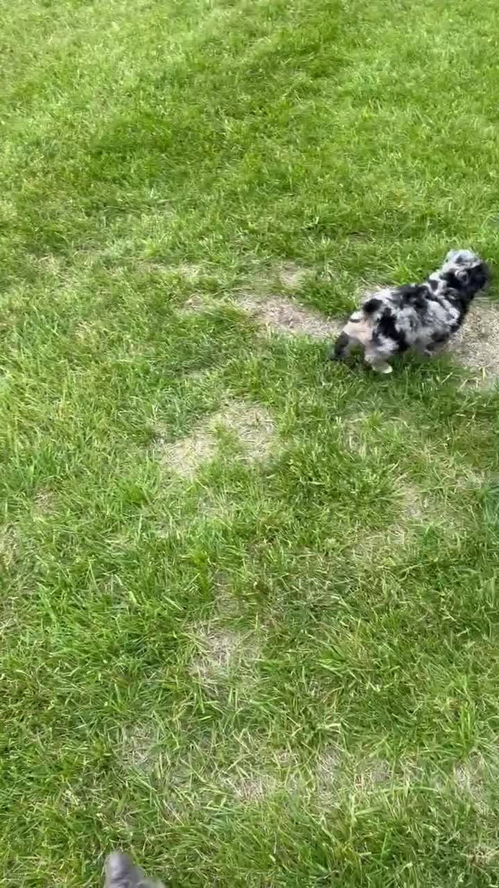 Mini Aussiedoodle dogs for sale: Mini Asher - Video 2