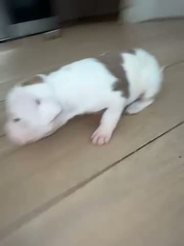 Mixed Breed dogs for sale: Mixed Breed 1 - Video 1
