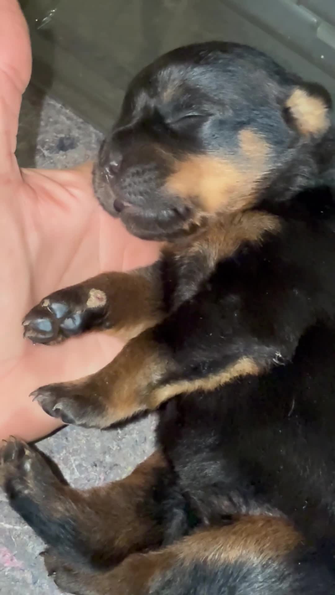 Rottweiler dogs for sale: Rottweiler Puppy 4 - Video 4