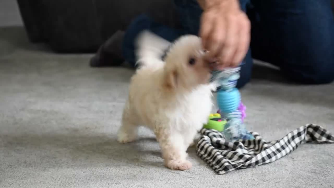 Maltipoo dogs for sale: Grant - Video 1