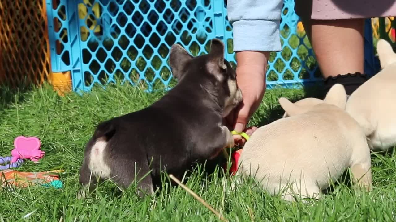 French Bulldog dogs for sale: Chase - Video 1