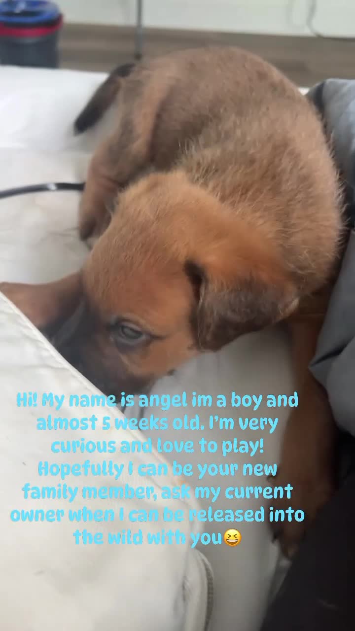 Mixed Breed dogs for sale: Mixed Breed Puppy 4 - Video 1