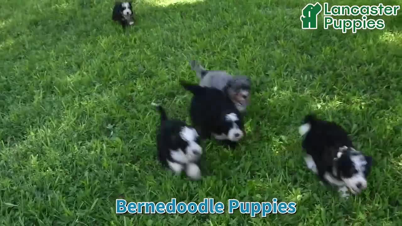Mini Bernedoodle dogs for sale: Zack - Video 1