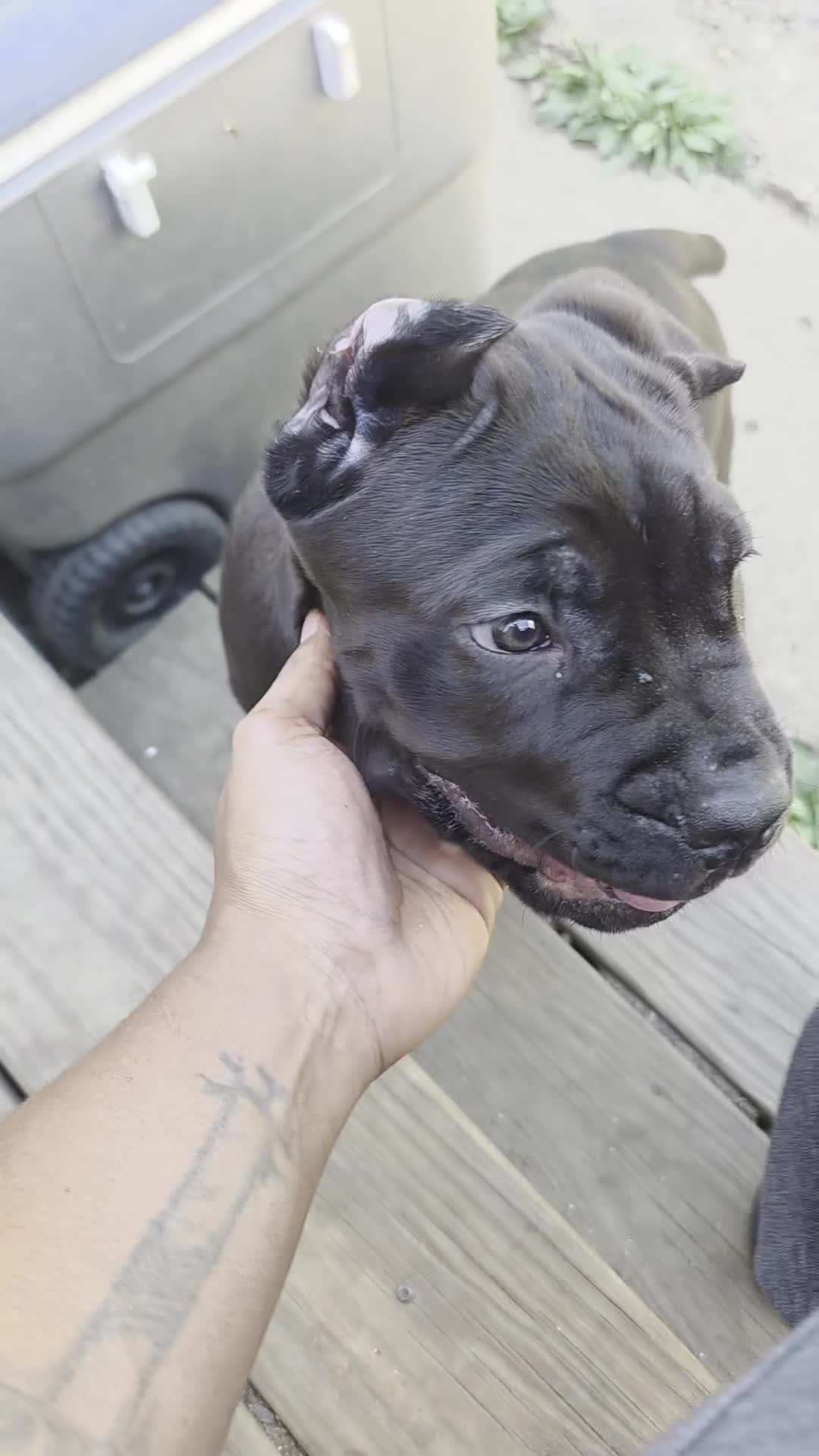 Cane Corso dogs for sale: Frankie - Video 1