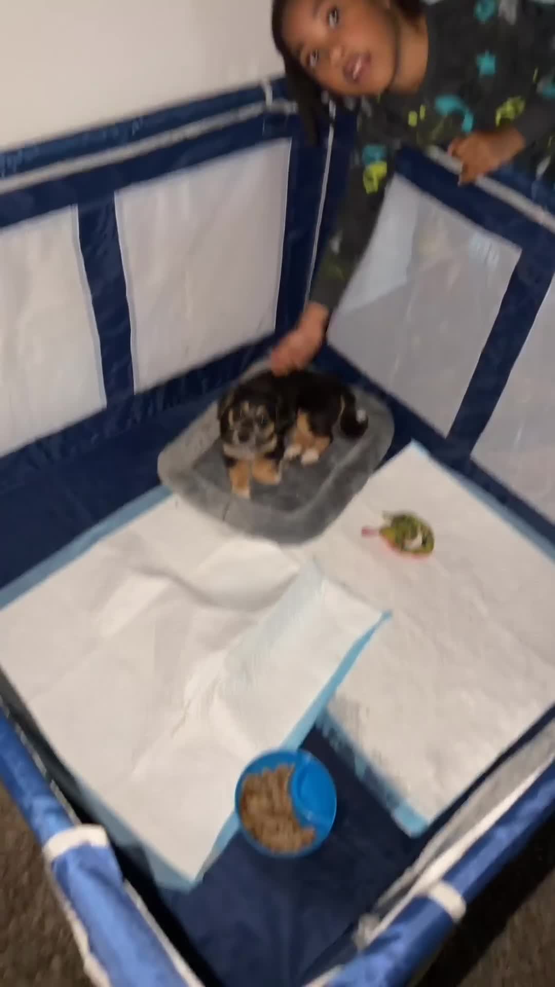 Mixed Breed dogs for sale: Blaze  - Video 1
