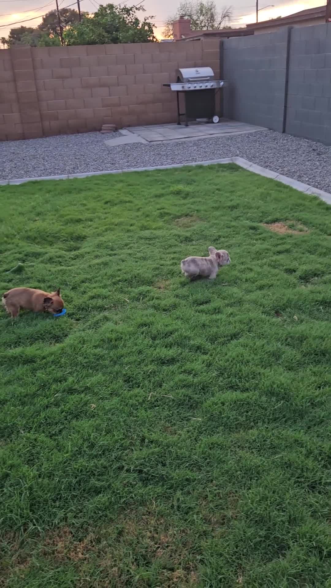 French Bulldog dogs for sale: ChocoMoco - Video 2
