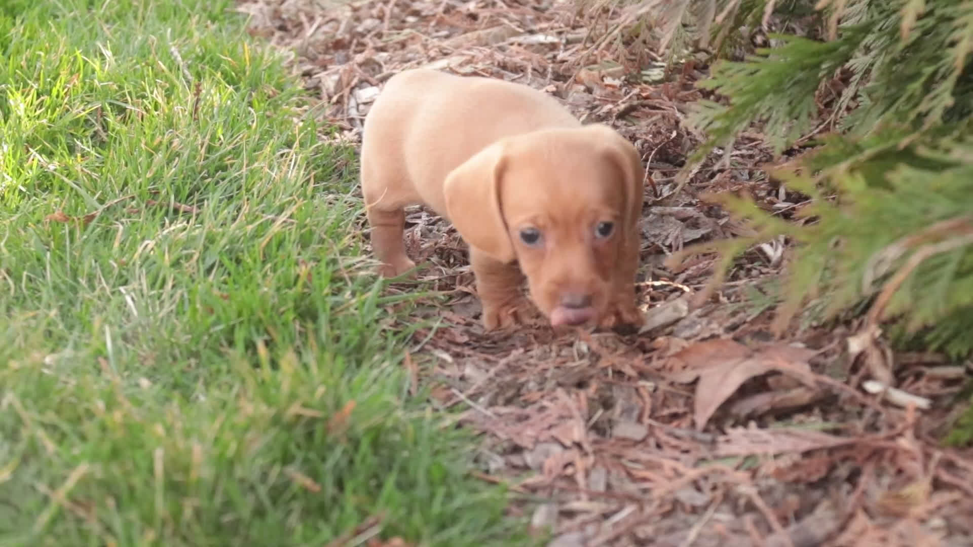 Miniature Dachshund dogs for sale: Mickey - Video 1