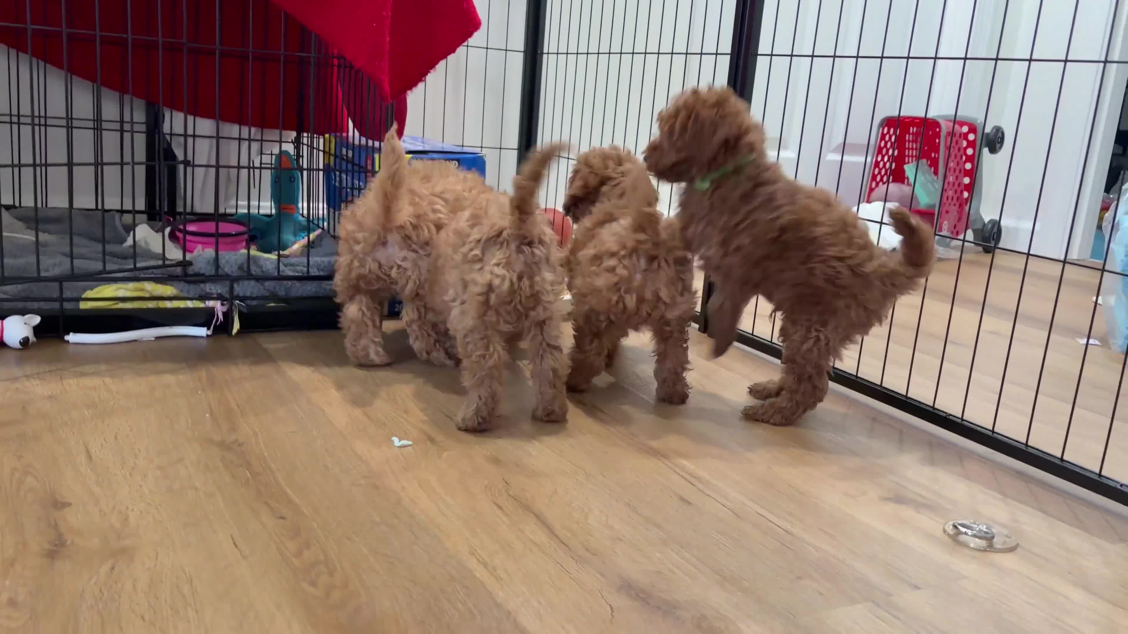 Miniature Poodle dogs for sale: Mocha - Video 2