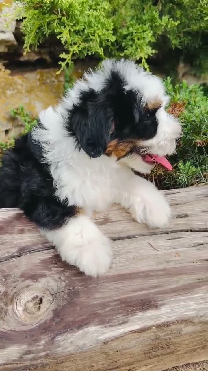 Mini Bernedoodle dogs for sale: Frankie  - Video 1