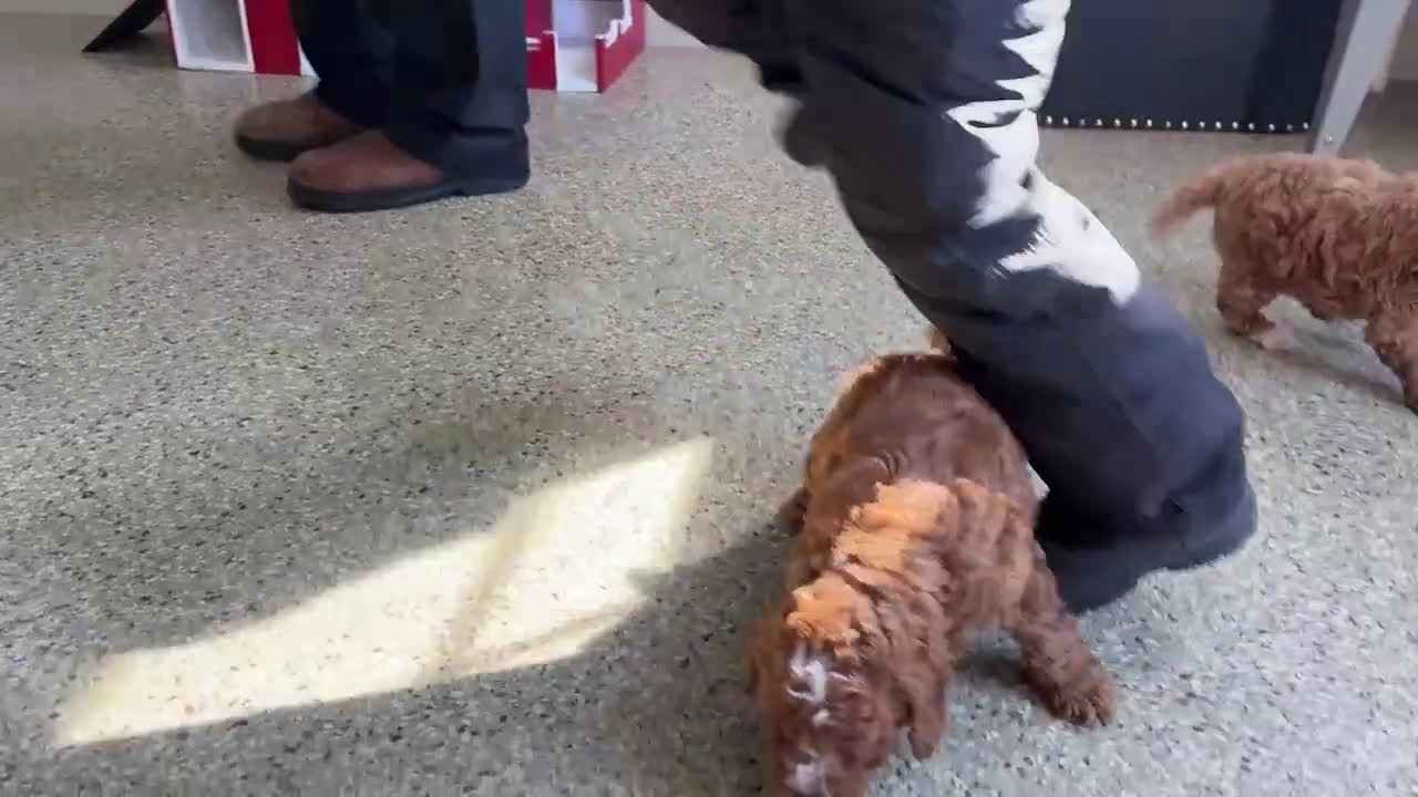 Mini Goldendoodle dogs for sale: Kolton - Video 1