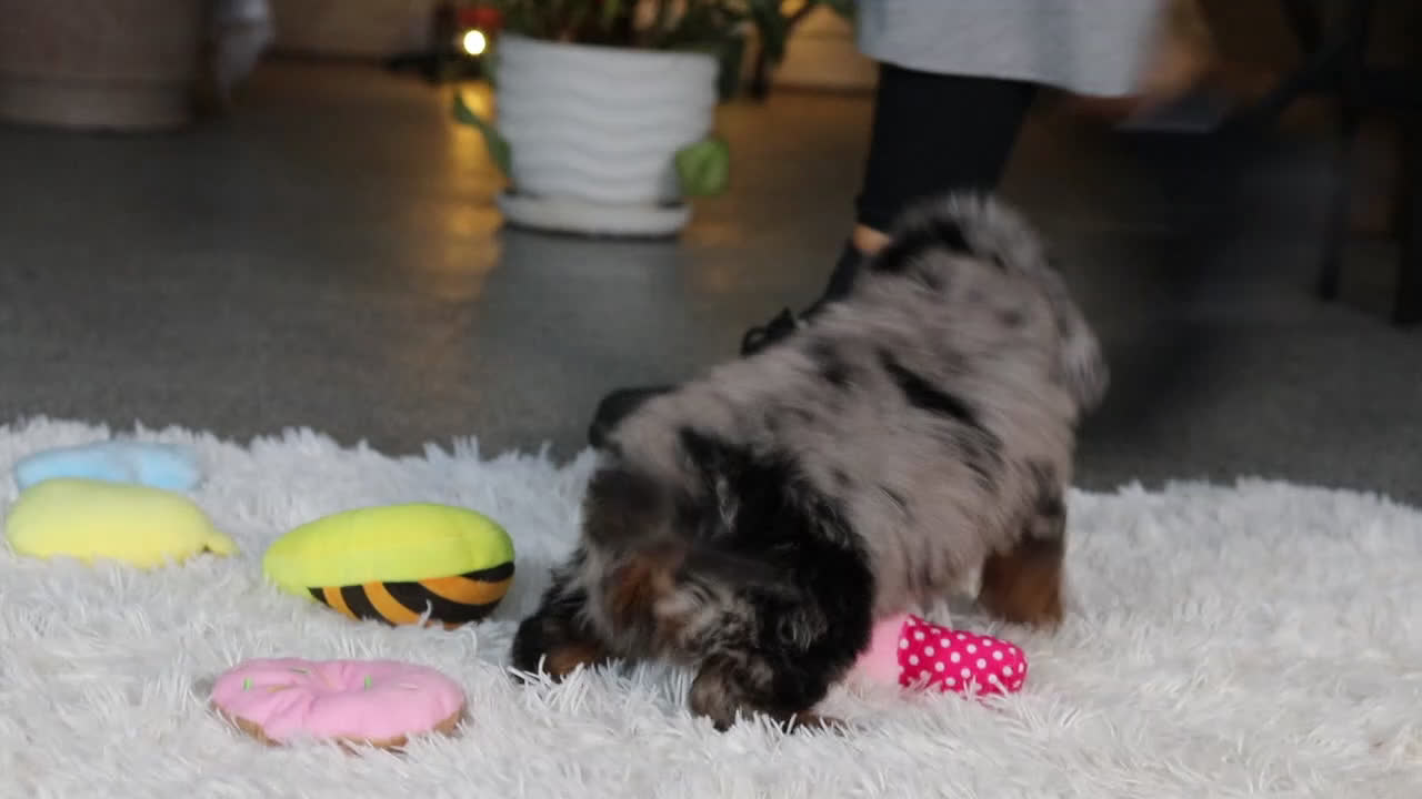 Cavapoo dogs for sale: Charlie - Video 1