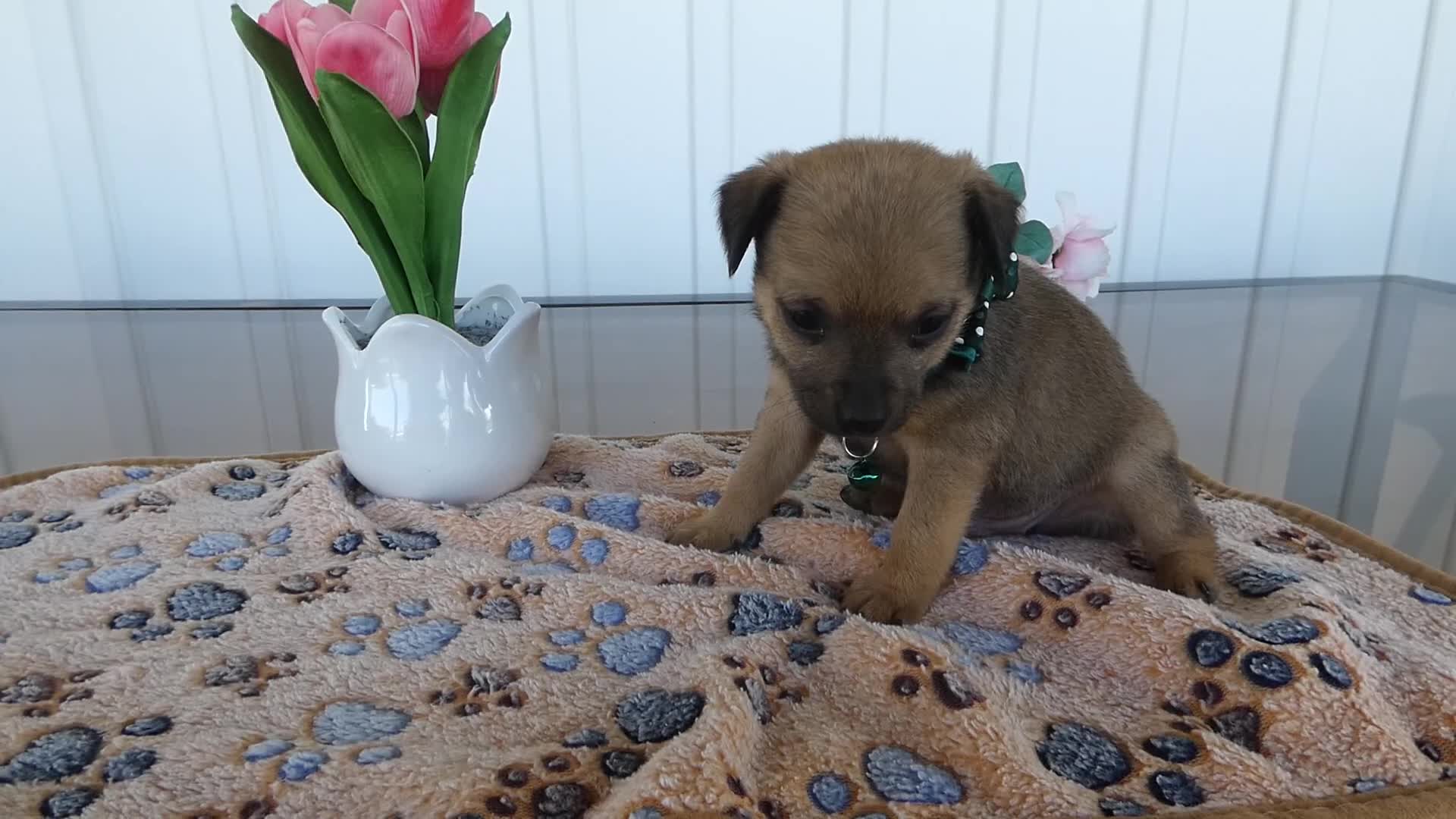 Chihuahua dogs for sale: Chihuahua Puppy 1 Chico - Video 1
