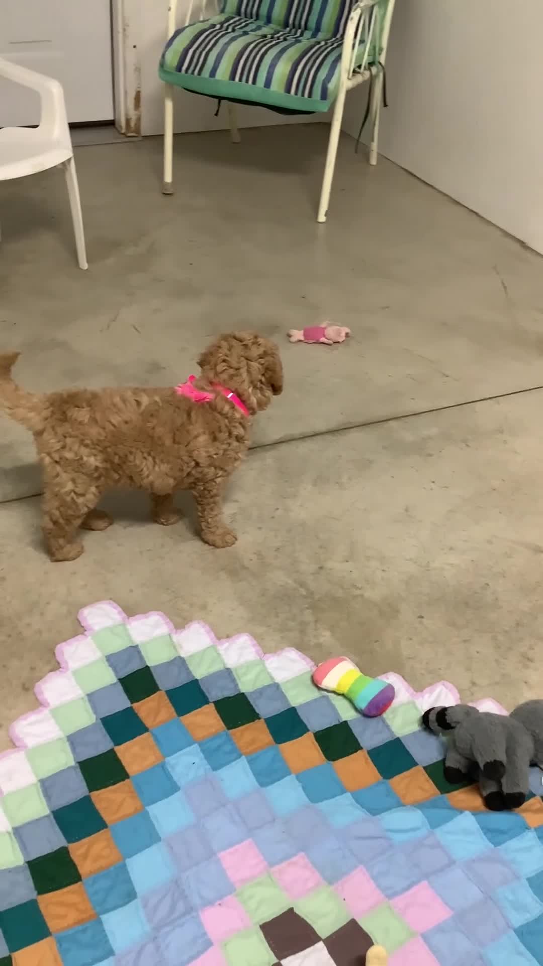 Goldendoodle dogs for sale: Goldendoodle Puppy 3 - Video 1