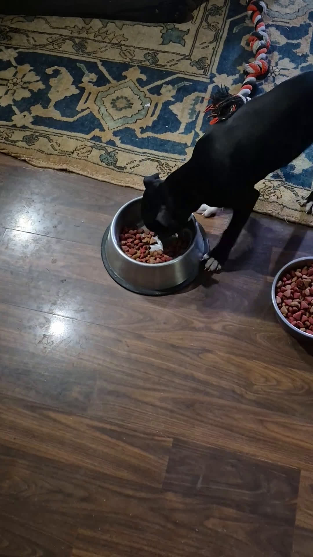 American Staffordshire Terrier dogs for sale: American Staffordshire Terrier Puppy 3 - Video 1