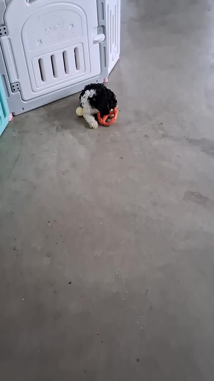 Cockapoo dogs for sale: Sparky - Video 1