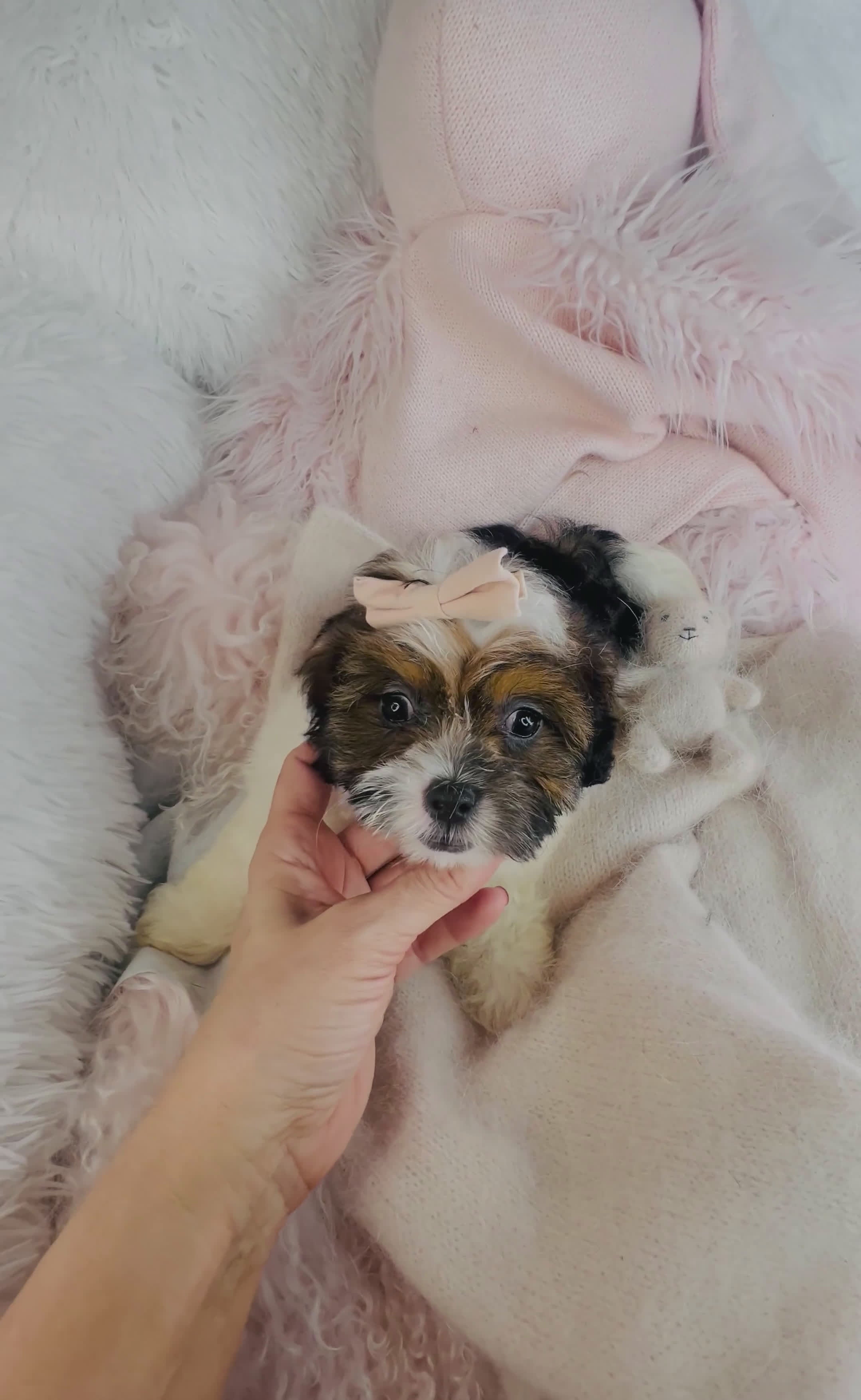 Shihpoo dogs for sale: Shihpoo Puppy 1 - Video 1