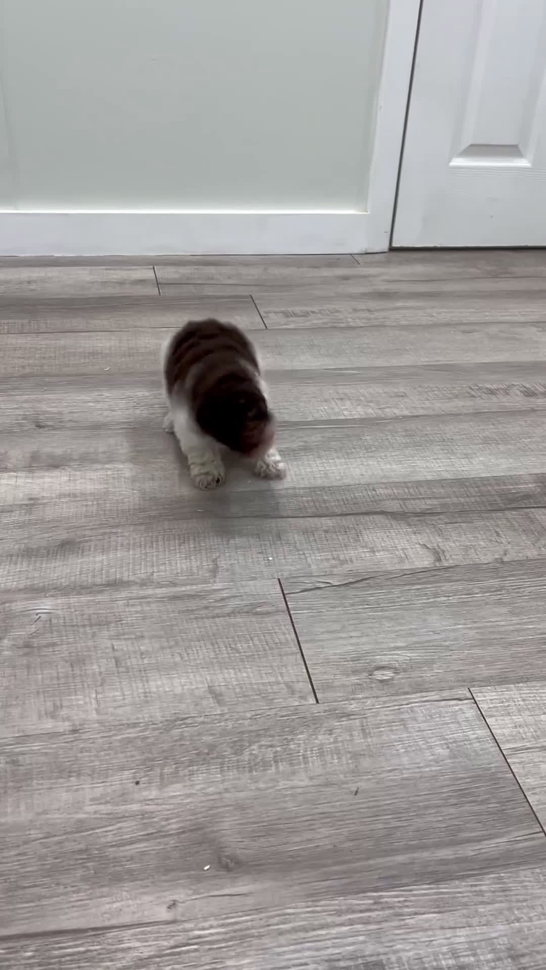 Miniature Poodle dogs for sale: Jasmine - Video 1