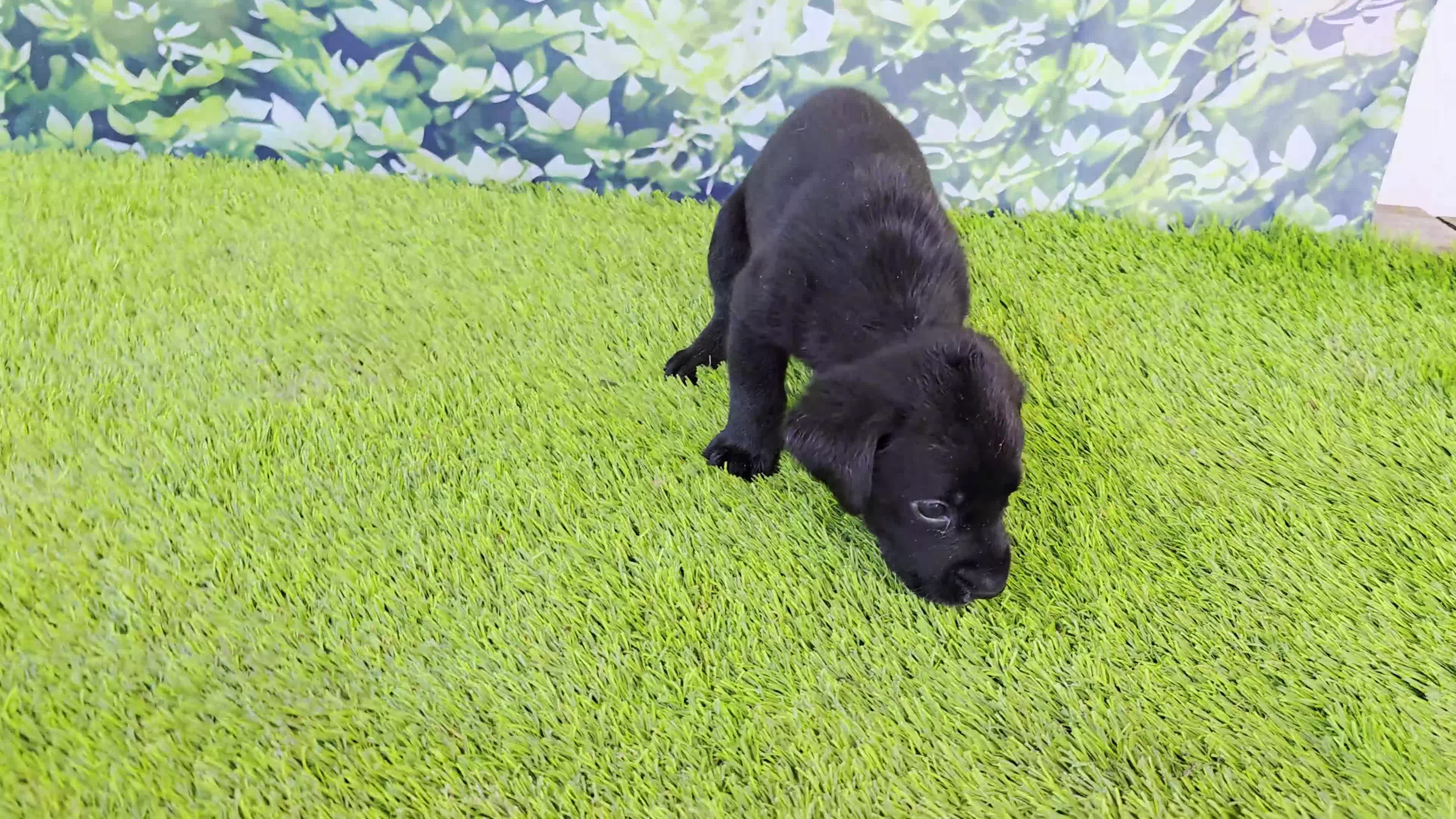 Labrador Retriever dogs for sale: Daisy - Video 1