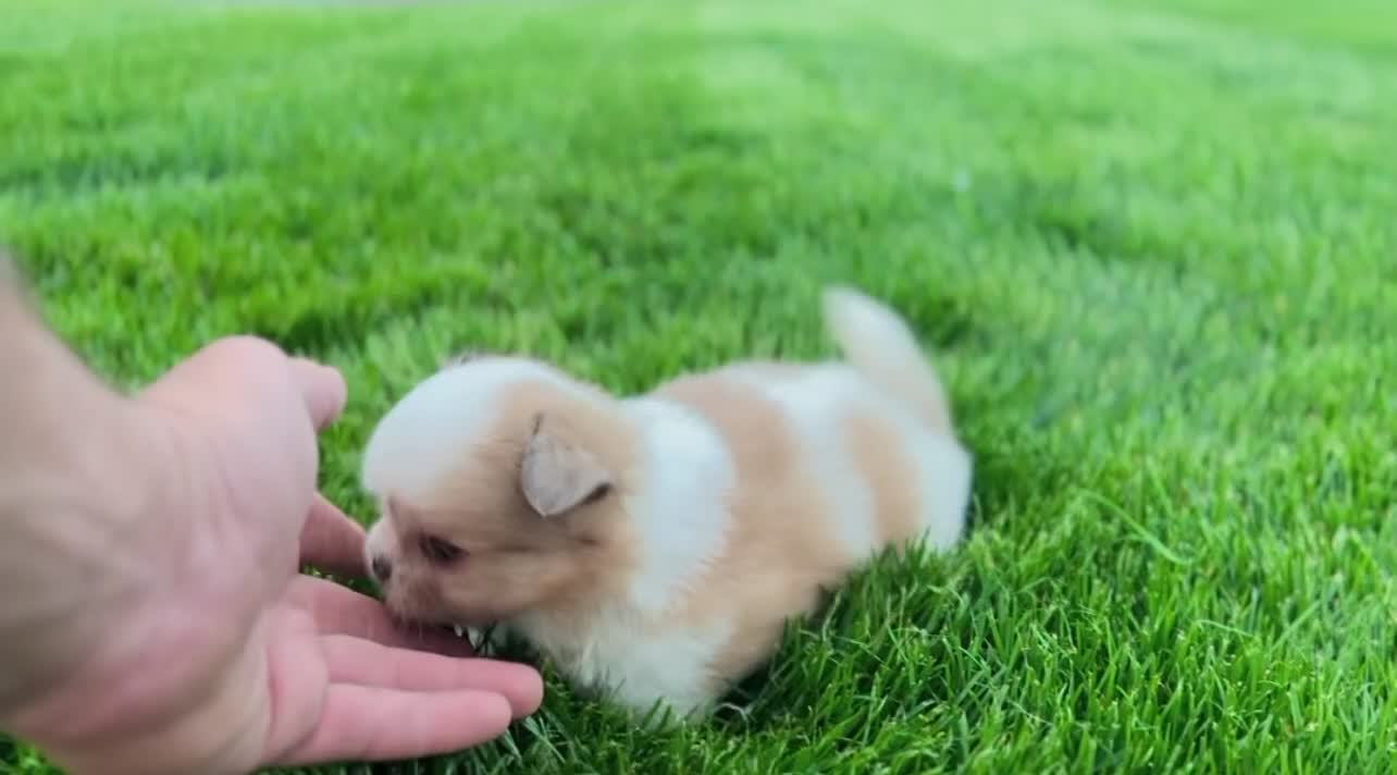 Mixed Breed dogs for sale: Chase - Video 1