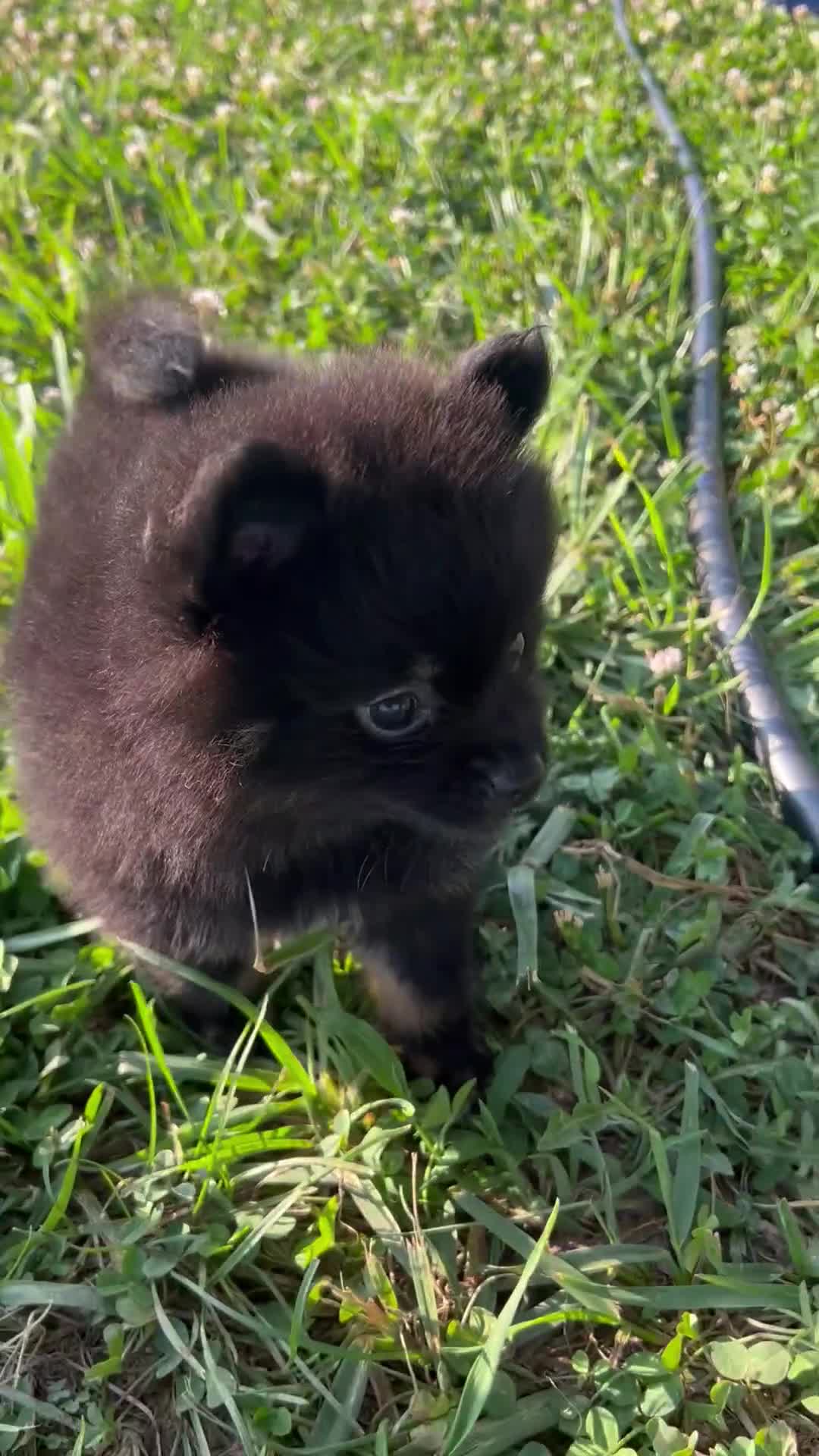 Pomeranian dogs for sale: Prince - Video 2
