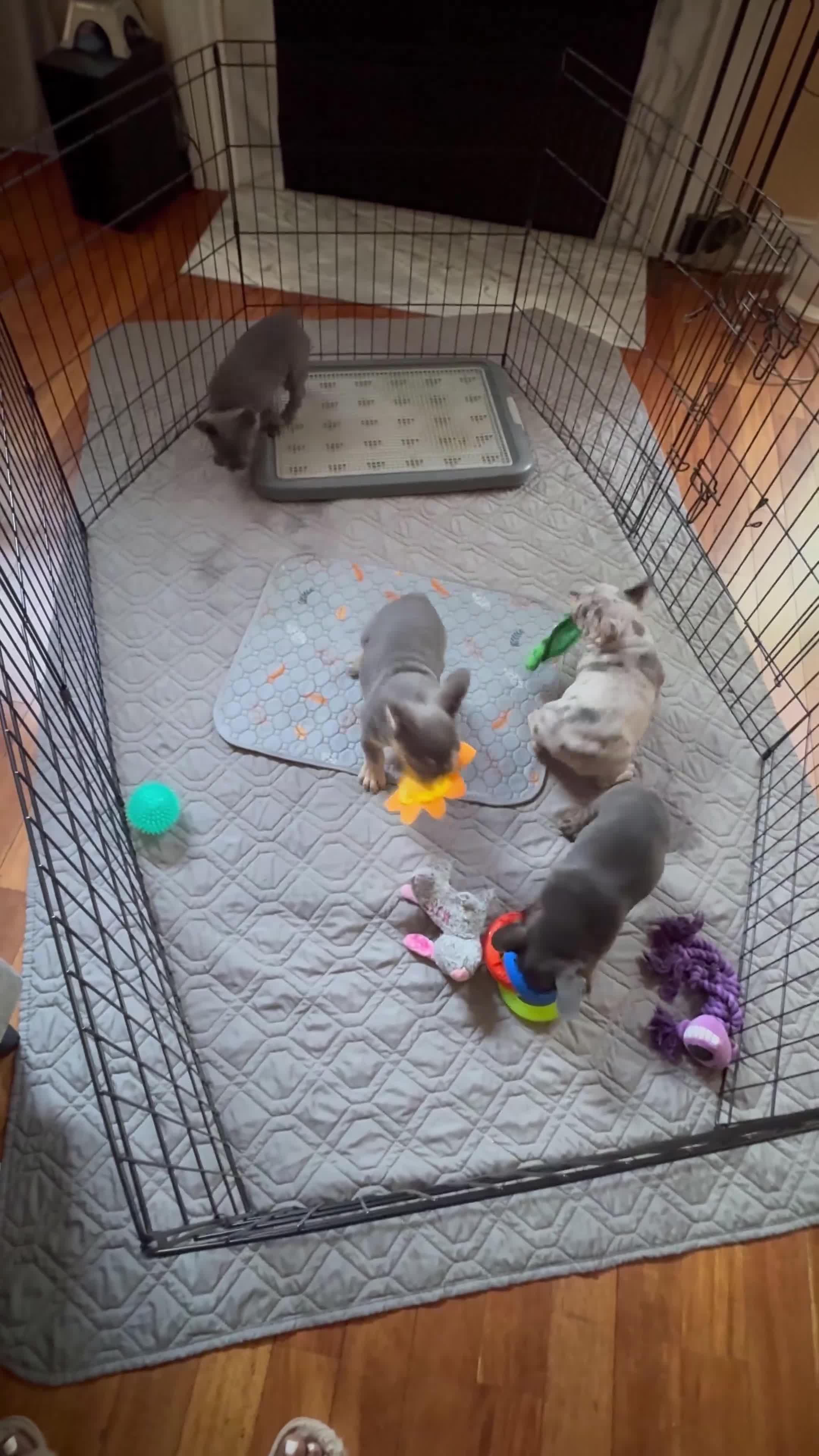 French Bulldog dogs for sale:  Big Boy - Video 2