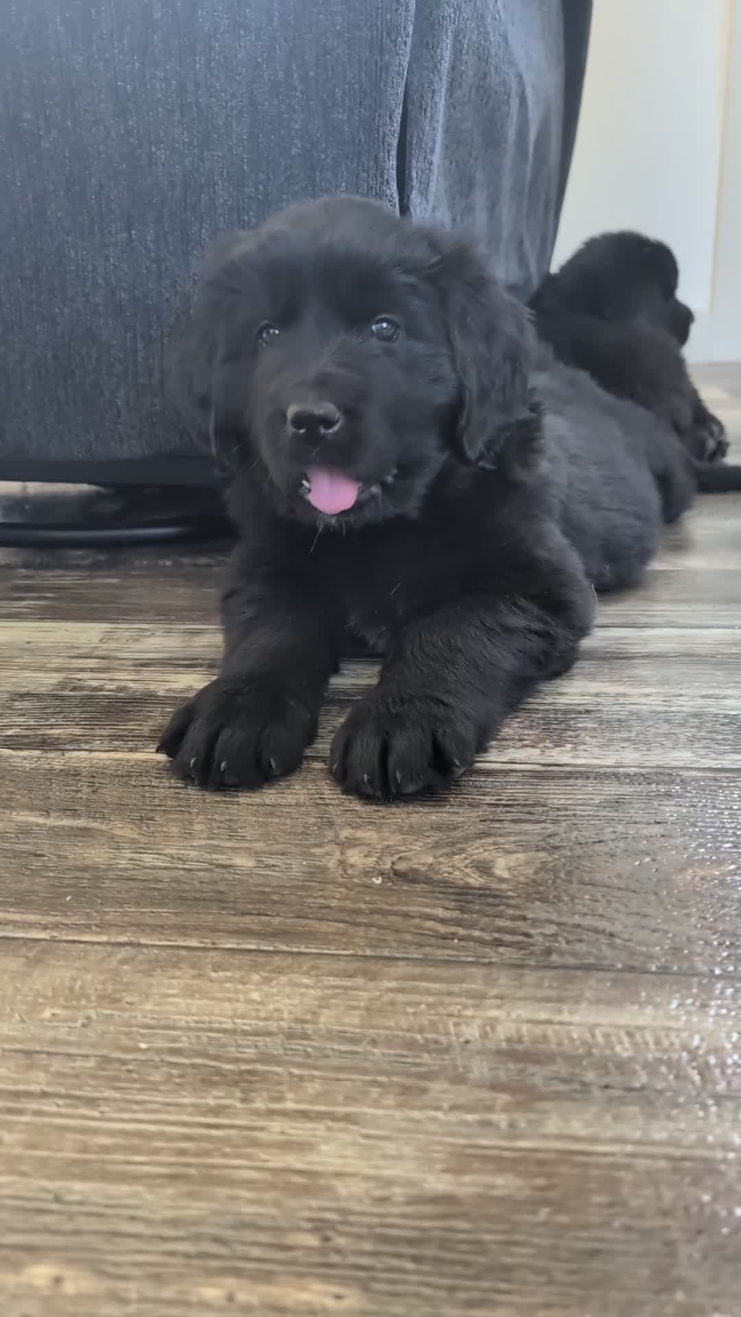 Newfoundland dogs for sale: Halo - Video 1