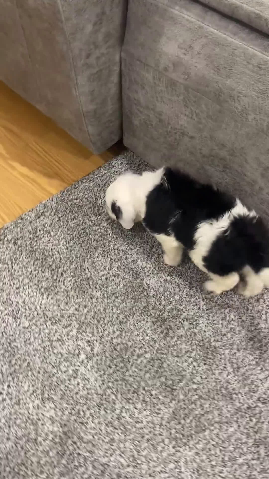 Mixed Breed dogs for sale: Buster - Video 1