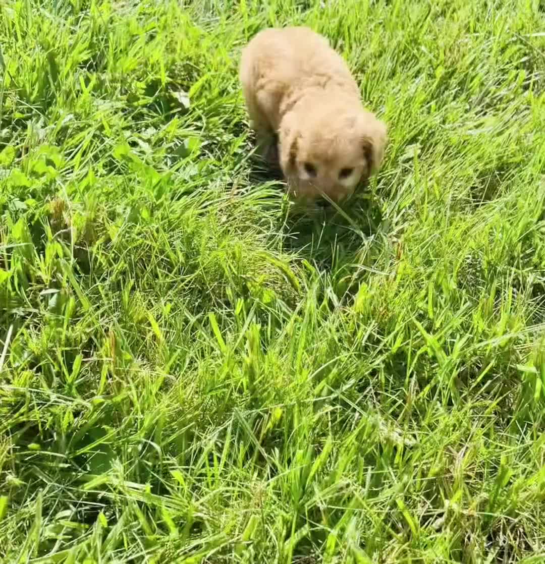 Maltipoo dogs for sale: Pudding F1 - Video 1