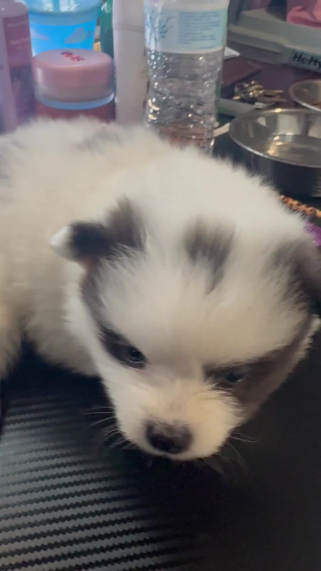 Pomeranian dogs for sale: Pomeranian 4 - Video 1