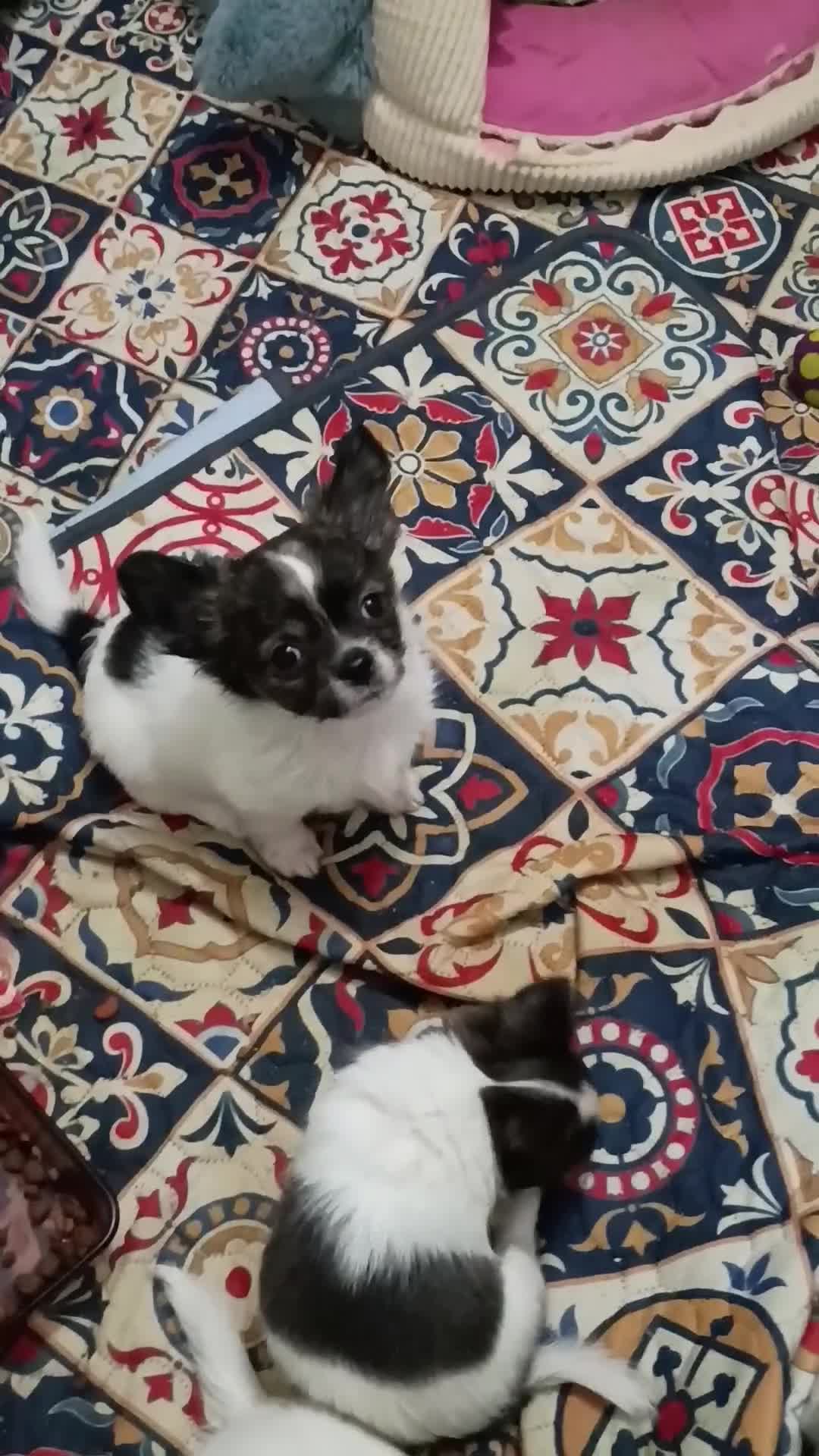 Chihuahua dogs for sale: Heart - Video 1