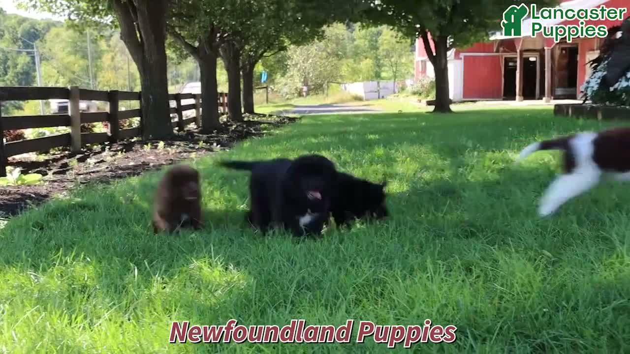 Newfoundland dogs for sale: Grizzly - Video 1
