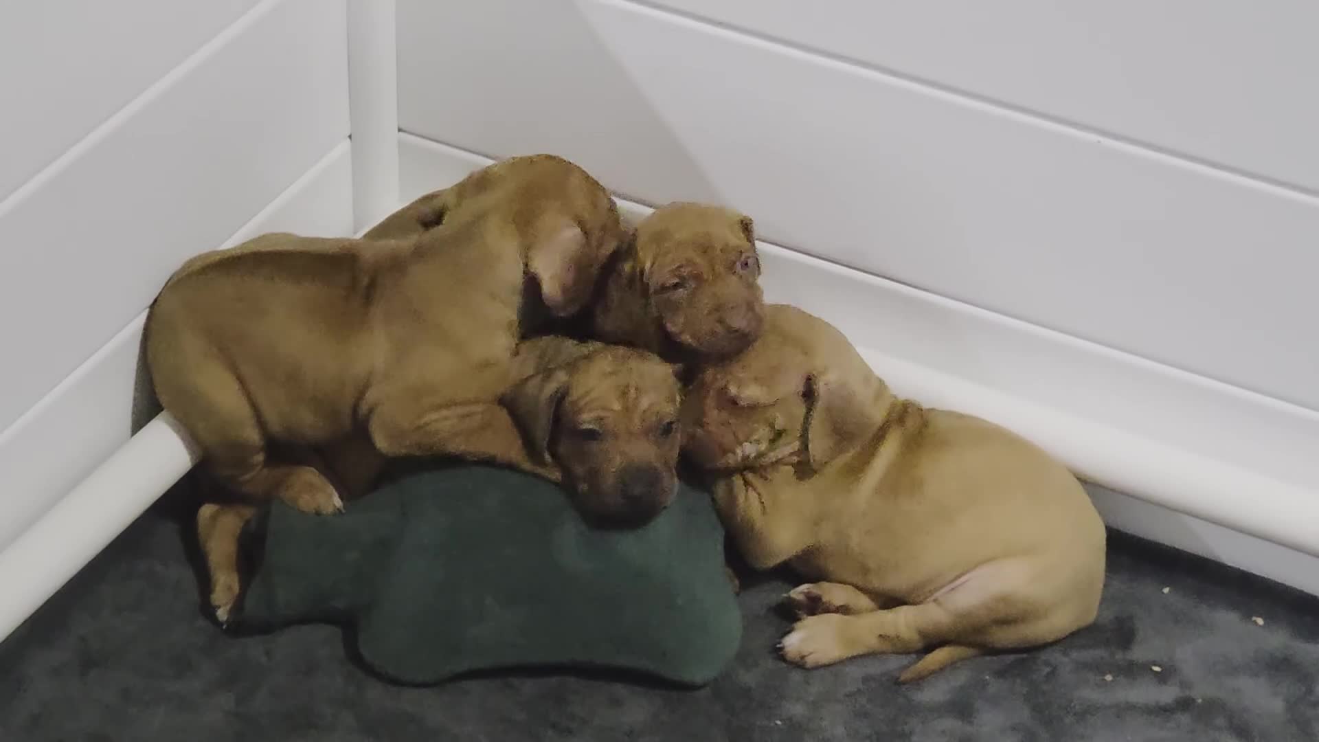 Rhodesian Ridgeback dogs for sale: Jahzara - Video 2