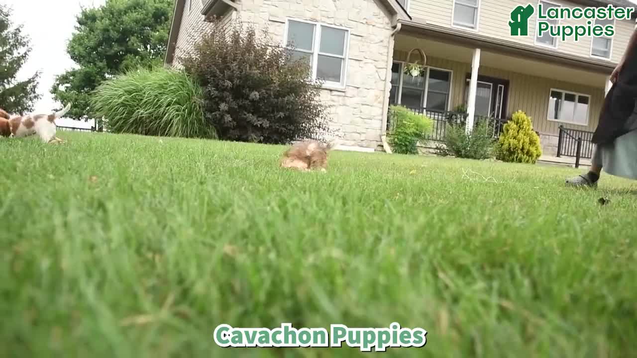Cavachon dogs for sale: Wendy - Video 1