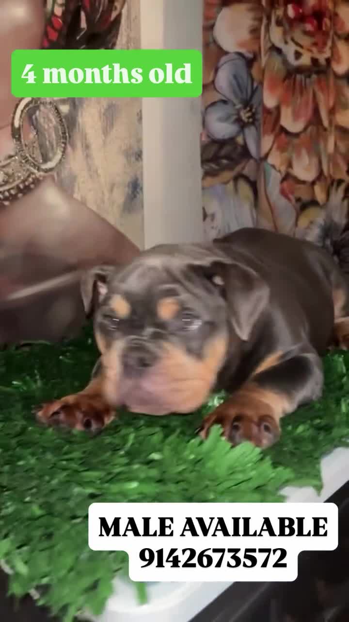 English Bulldog dogs for sale: English Bulldog 1 - Video 5