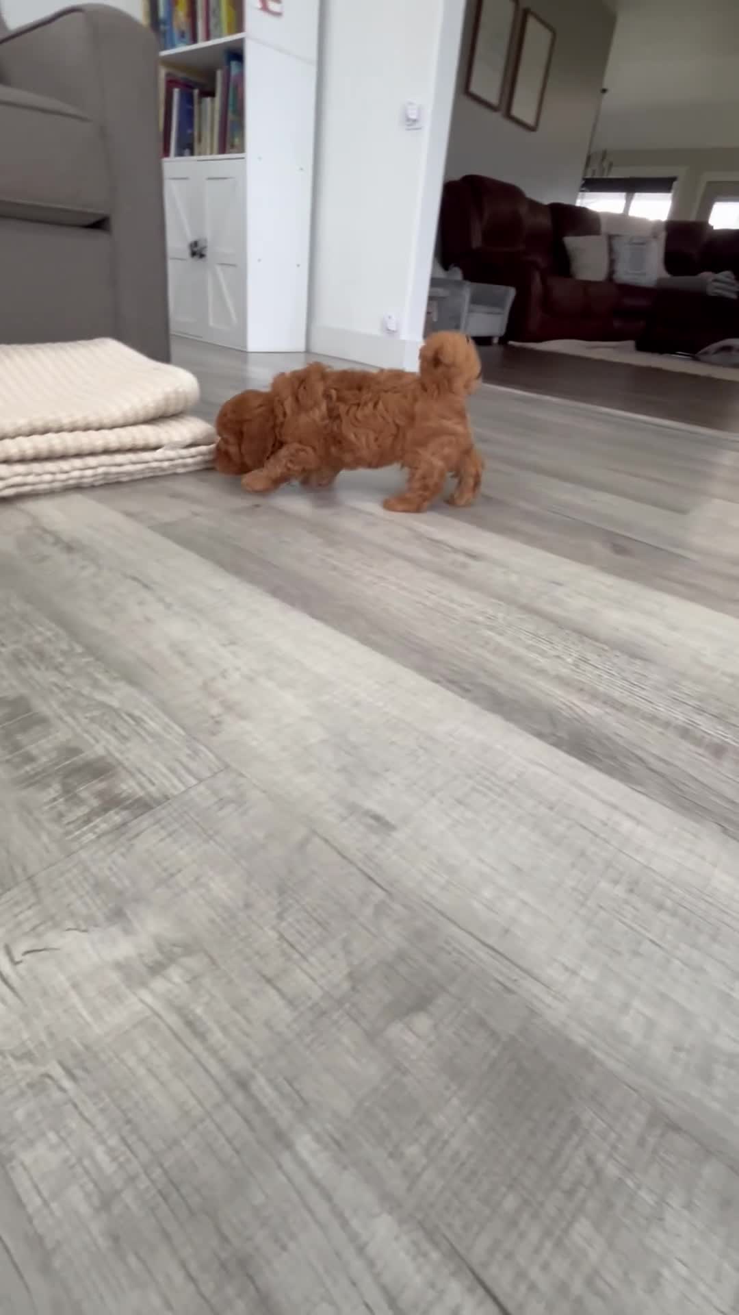 Mini Goldendoodle dogs for sale: Balto - Video 1
