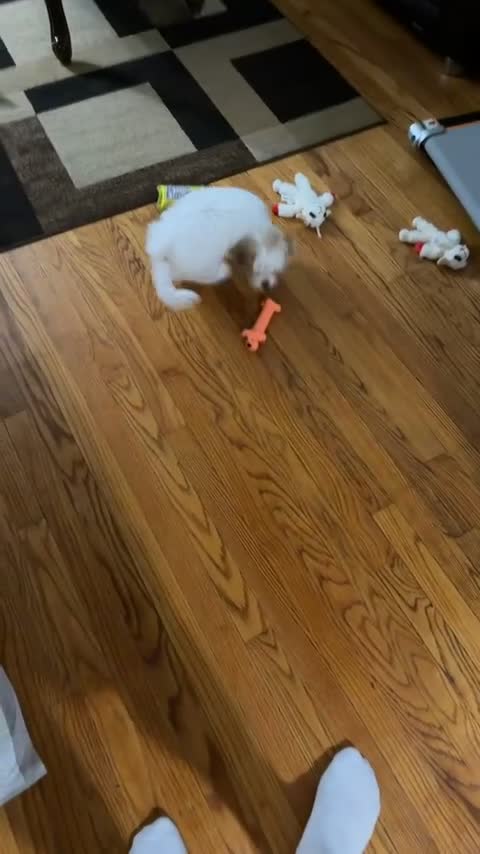 Cavapoo dogs for sale: Molly - Video 1