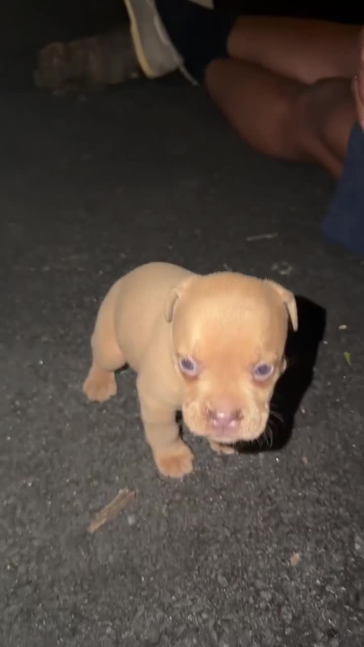 Olde English Bulldogge dogs for sale: Fawn female - Available - Video 1