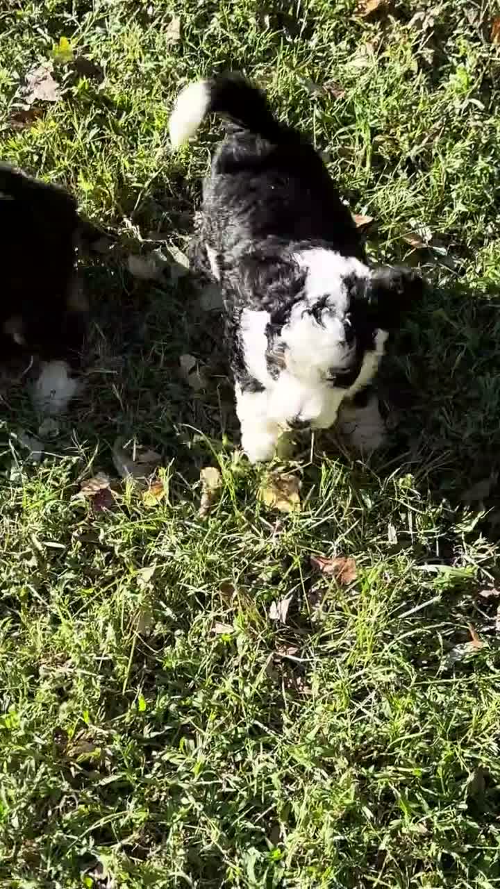Mini Bernedoodle dogs for sale: Peony - Video 1