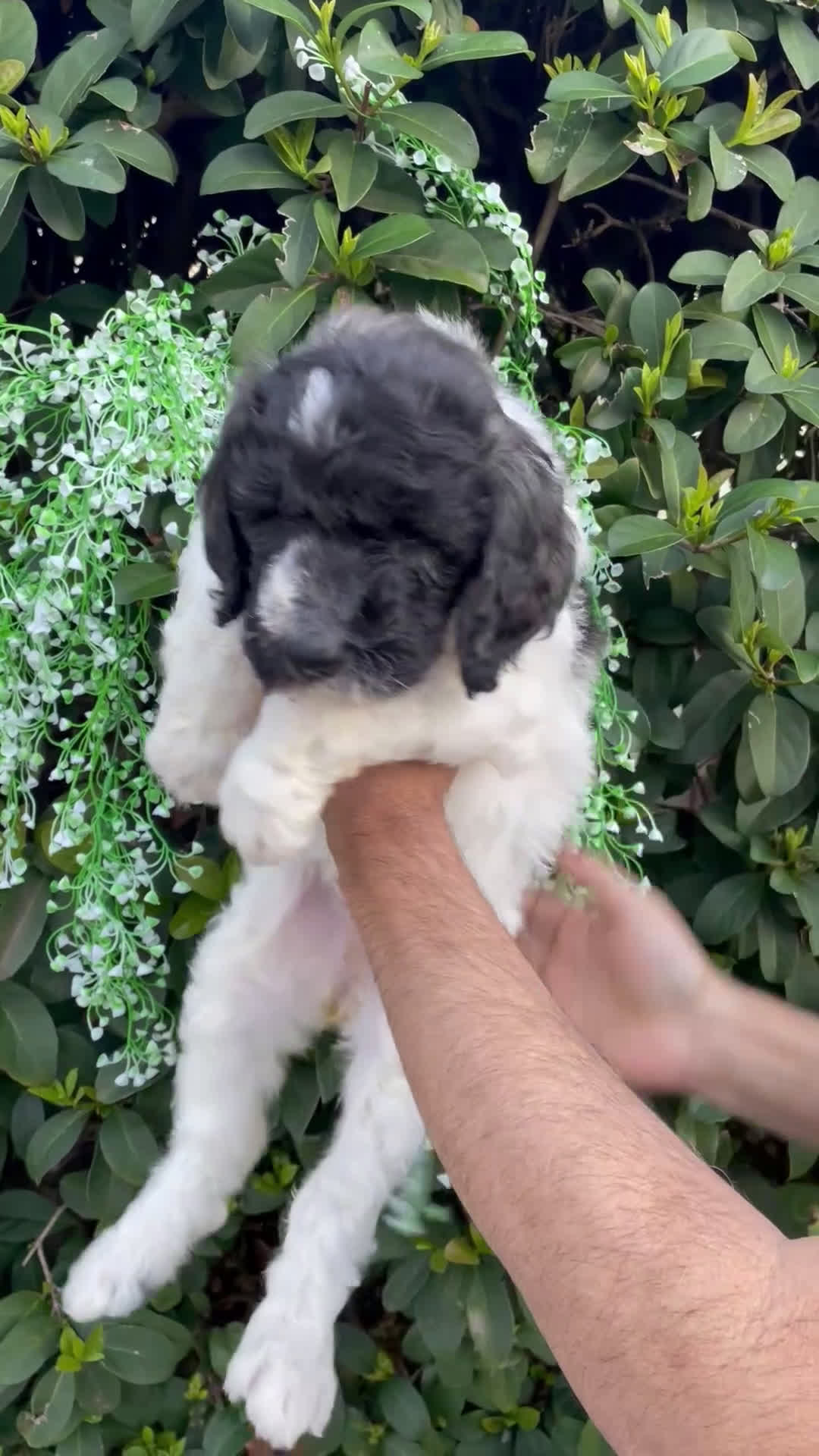 Goldendoodle dogs for sale: Mandy - Video 1