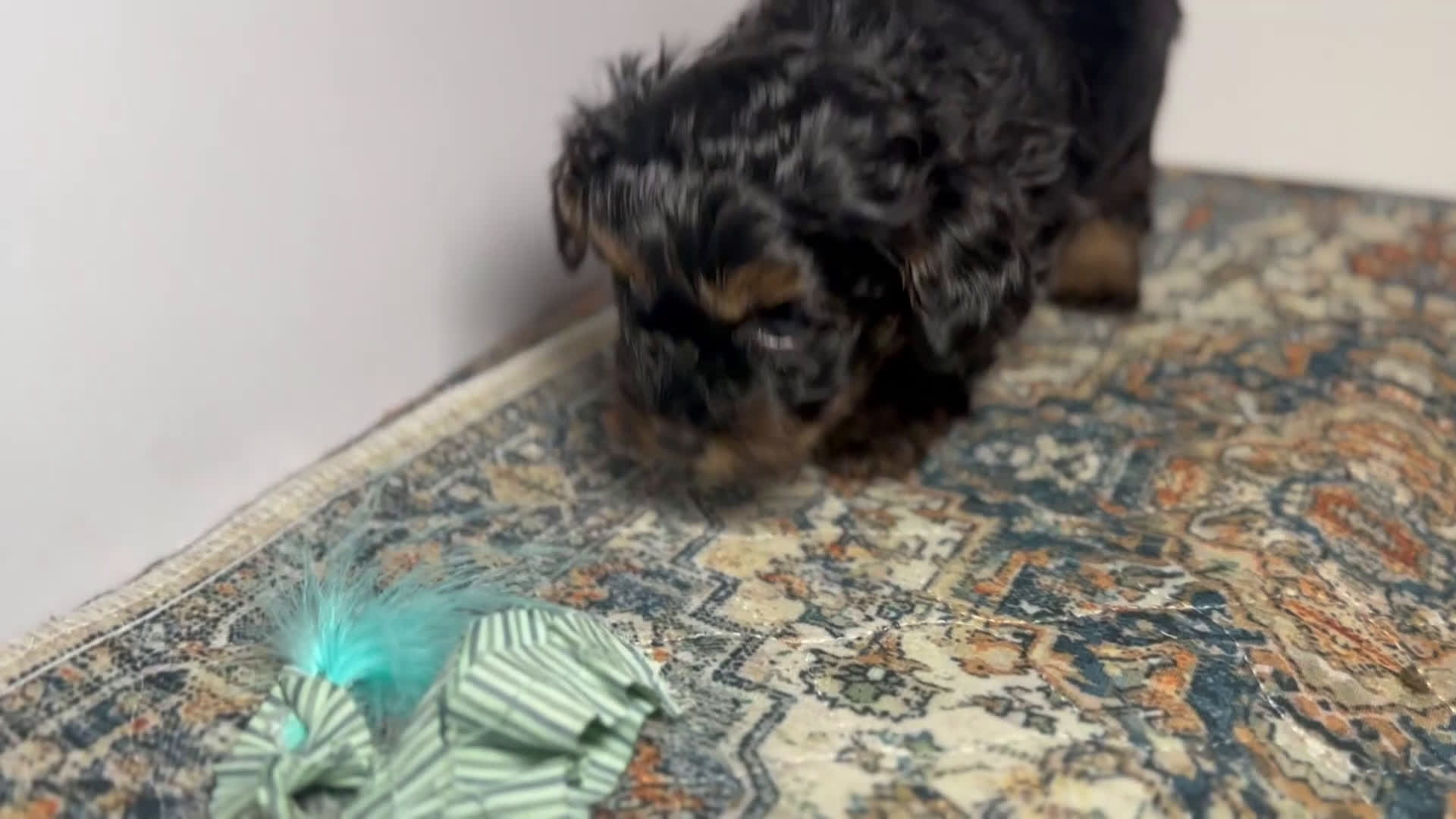 Mixed Breed dogs for sale: Prince - Video 2