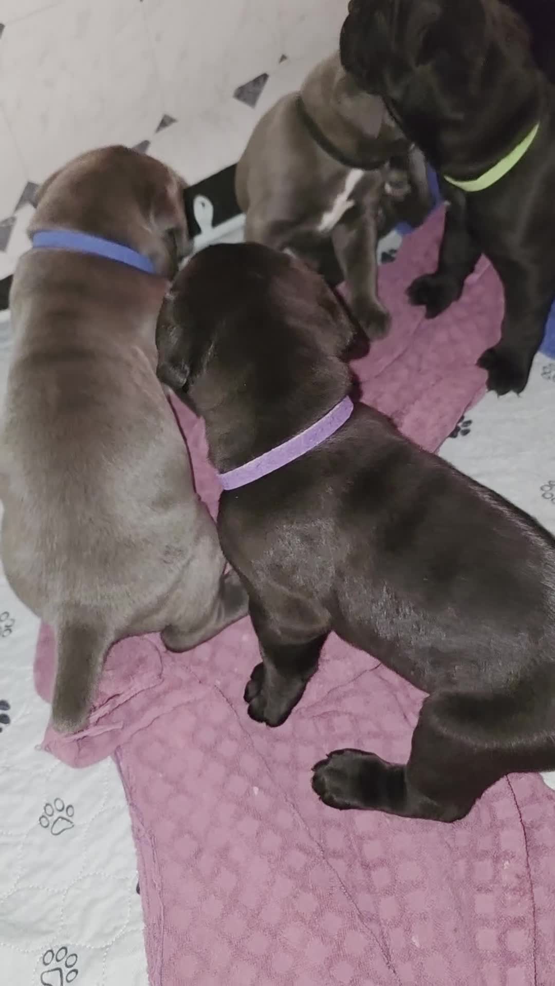Cane Corso dogs for sale: Rocko (green collar) - Video 4