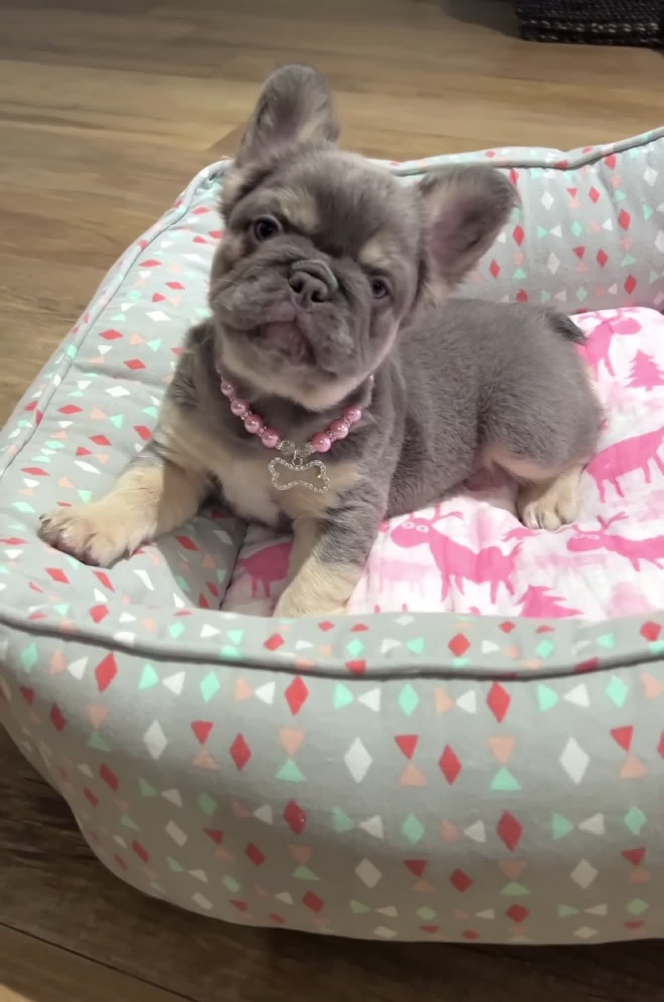 French Bulldog dogs for sale: Coco - Video 1