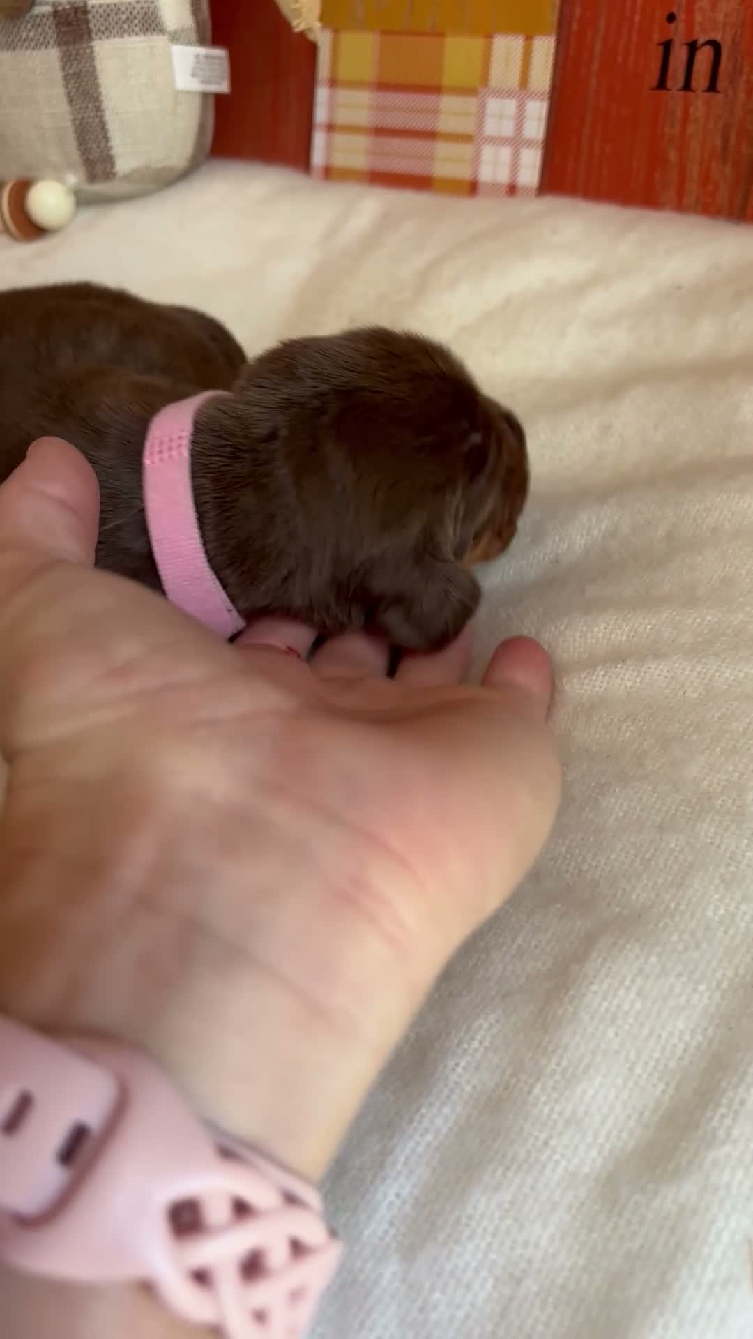 Bloodhound dogs for sale: Pink collar female  - Video 1