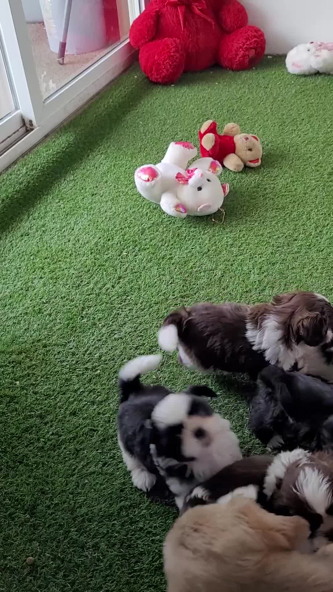 Shih Tzu dogs for sale: Oreo - Video 2