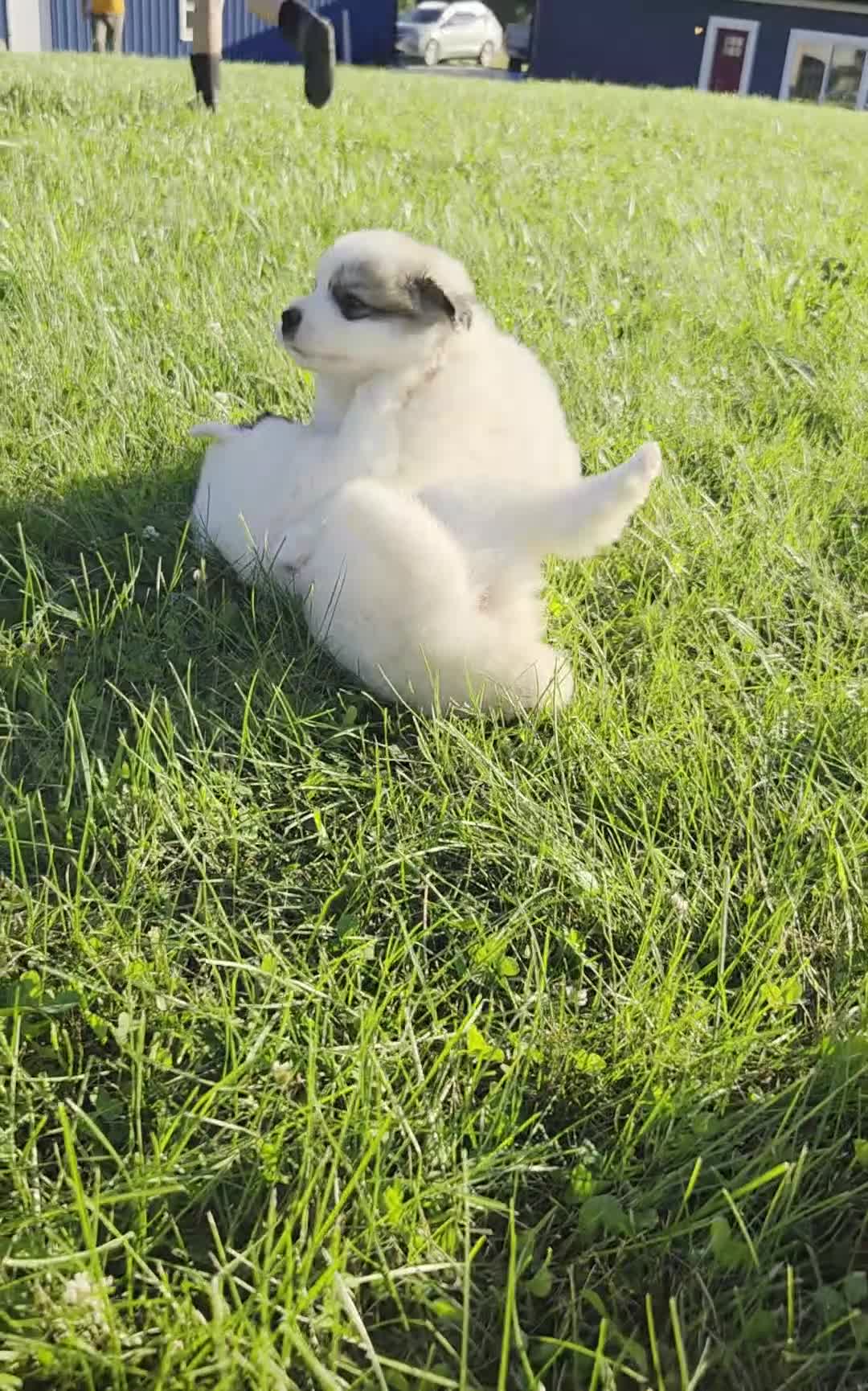 Great Pyrenees dogs for sale: Patrick - Video 1