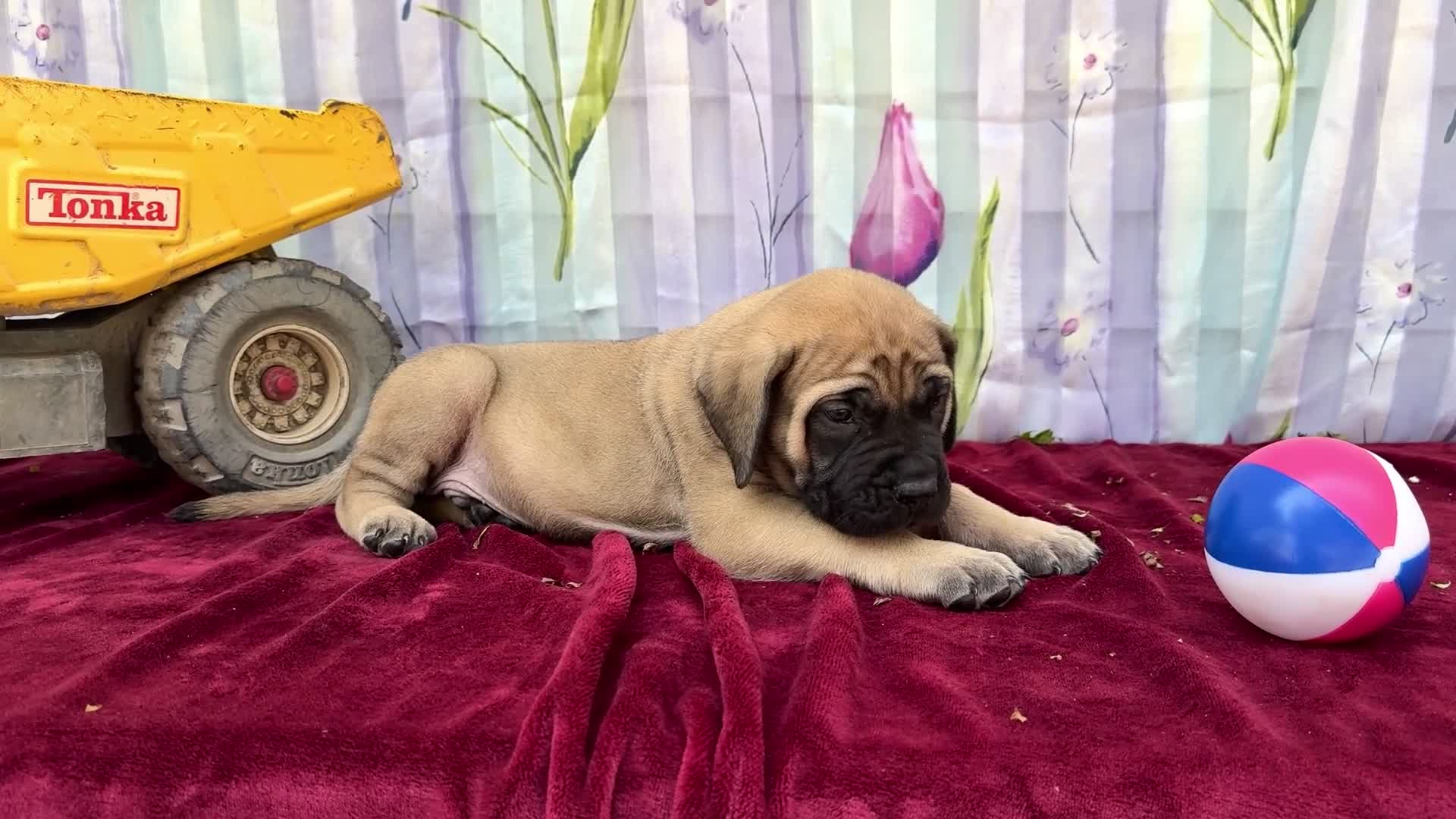 English Mastiff dogs for sale: Murphy - Video 1