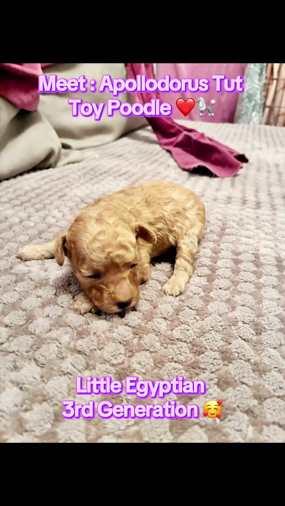 Toy Poodle dogs for sale: Apollodorus Tut ,  Toy Poodle Puppy - Video 1