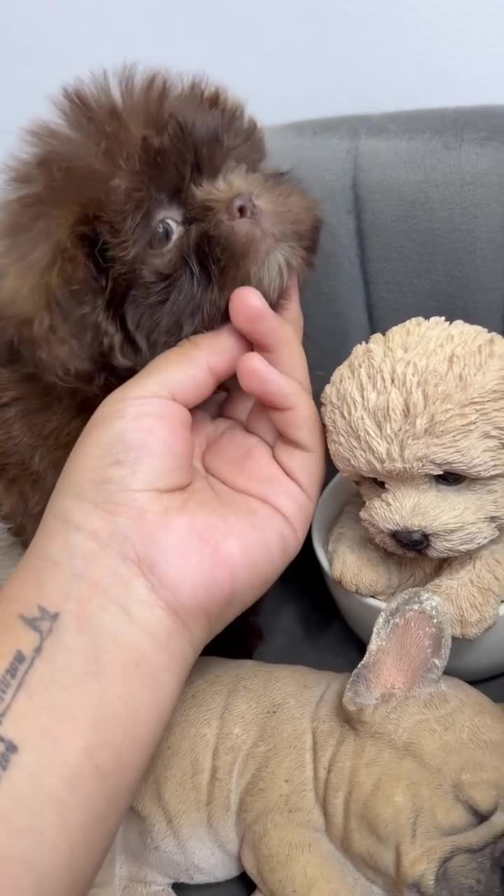 Shih Tzu dogs for sale: Shih Tzu 2 Luna  - Video 3