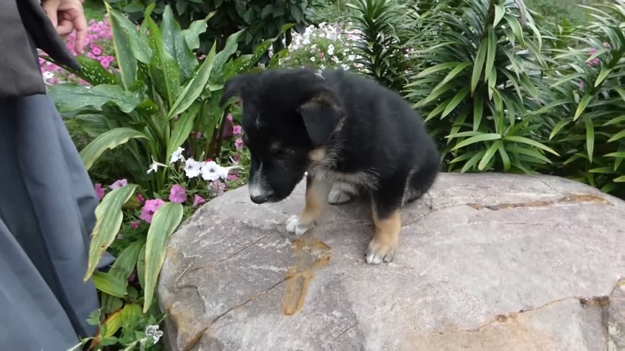 German Shepherd dogs for sale: German Shepherd Skyley 1 - Video 1