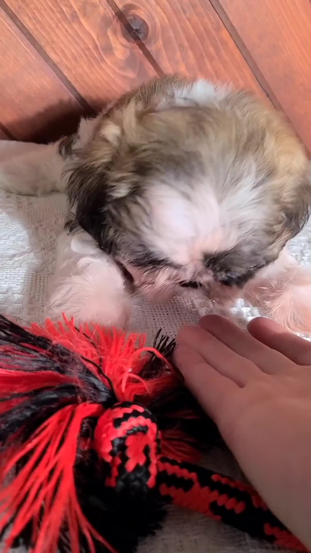 Shih Tzu dogs for sale: Daisy  - Video 1